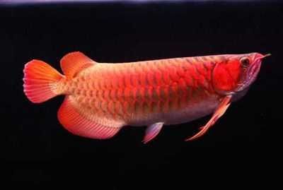 紅龍魚價值多少錢一條：紅龍魚價格因地區和品種而異，紅龍魚價格走勢分析