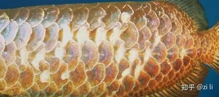 龍魚鱗片發黑怎么治：龍魚鱗片發黑怎么治療