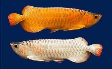 賣龍魚取一個店名字（龍魚養護知識大全）