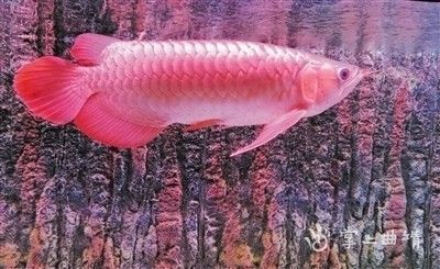 賣龍魚取一個店名字（龍魚養護知識大全）