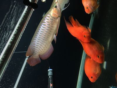 賣龍魚取一個(gè)店名字（龍魚養(yǎng)護(hù)知識(shí)大全）