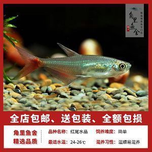 賣龍魚取一個(gè)店名字（龍魚養(yǎng)護(hù)知識(shí)大全）