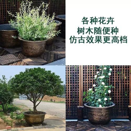 推薦幾款性價比最高的1.2米龍缸