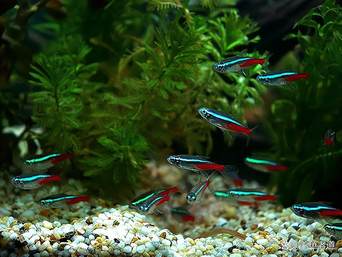 如何判斷金龍魚缸底砂是否需要清洗？