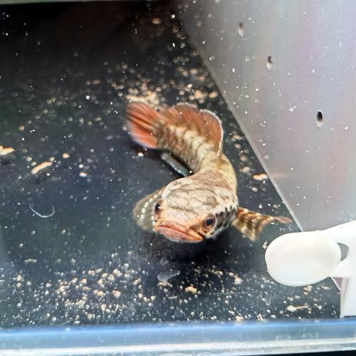 幻彩藍寶石雷龍魚苗圖片