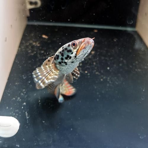 幻彩藍寶石雷龍魚苗圖片