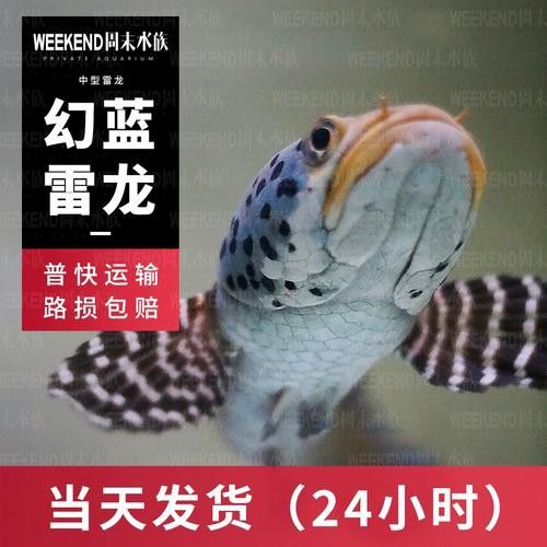 幻彩藍寶石雷龍魚苗圖片