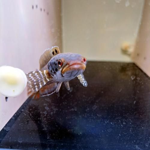 幻彩藍寶石雷龍魚苗圖片