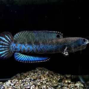 幻彩藍寶石雷龍魚苗圖片