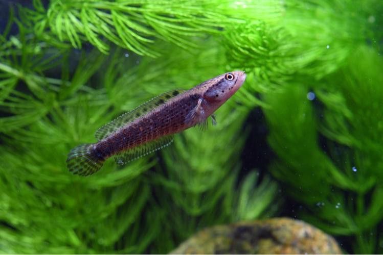 幻彩藍寶石雷龍魚苗圖片