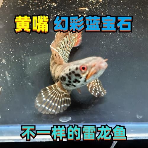 幻彩藍寶石雷龍魚苗圖片