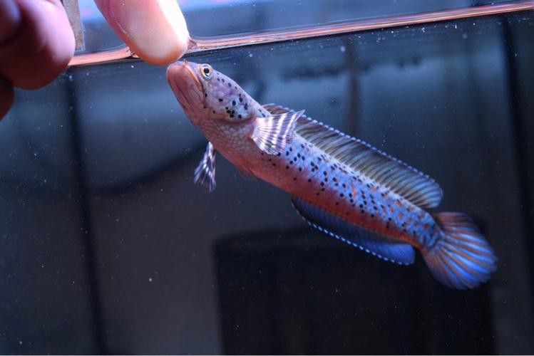 幻彩藍寶石雷龍魚苗圖片