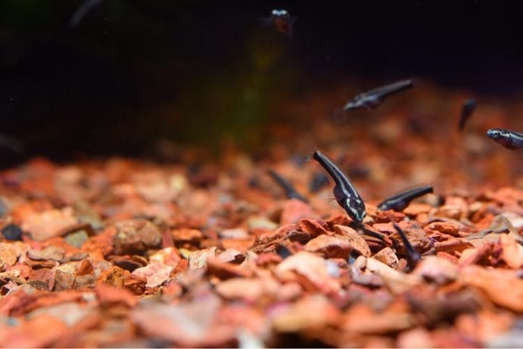 幻彩藍寶石雷龍魚苗圖片
