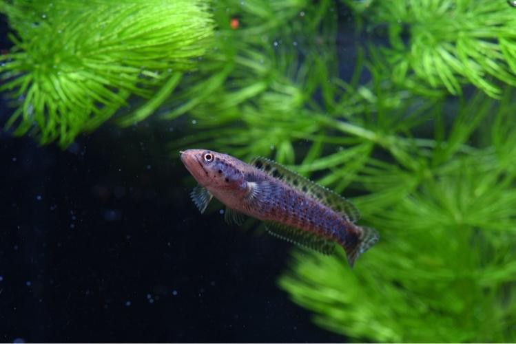 幻彩藍寶石雷龍魚苗圖片