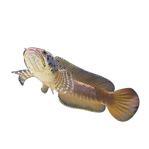 幻彩藍寶石雷龍魚苗圖片