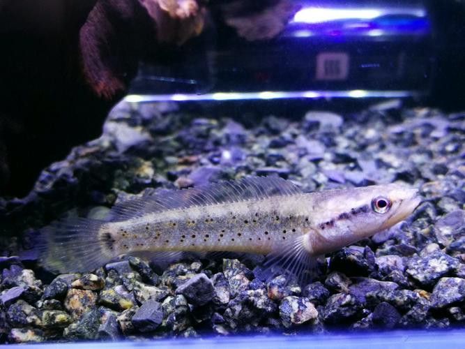 幻彩藍寶石雷龍魚苗圖片
