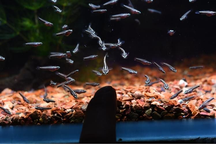幻彩藍寶石雷龍魚苗圖片