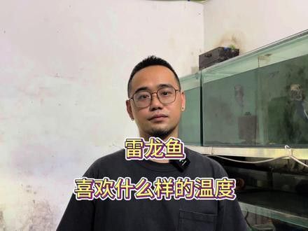 幻彩藍寶石雷龍魚苗圖片