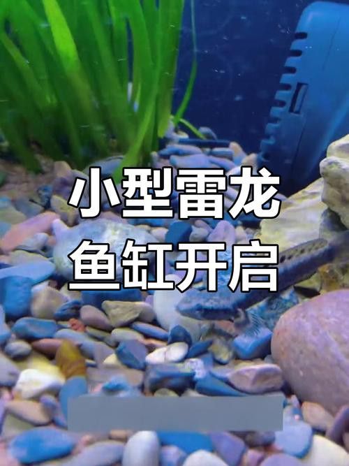 幻彩藍寶石雷龍魚苗圖片