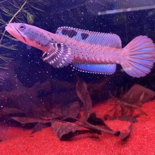 幻彩藍寶石雷龍魚苗圖片
