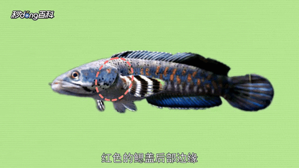 幻彩藍寶石雷龍魚苗圖片