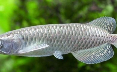 龍魚和戰(zhàn)船一起養(yǎng)幾條合適，龍魚和戰(zhàn)船一起養(yǎng)需要根據(jù)具體情況來判斷龍魚和戰(zhàn)船的體型