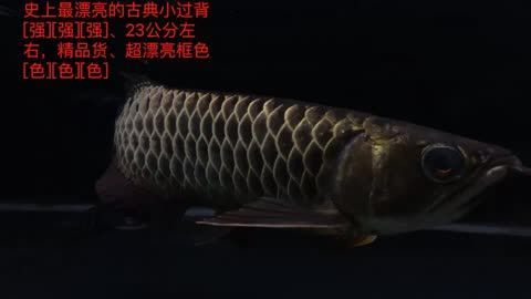 野生金龍魚膠貴嗎：如何辨別金龍魚膠的真?zhèn)伪鎰e金龍魚膠的真?zhèn)伪鎰e方法