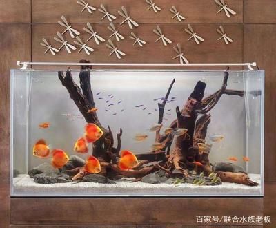 龍魚魚缸放沉木好嗎：如何挑選適合龍魚的沉木