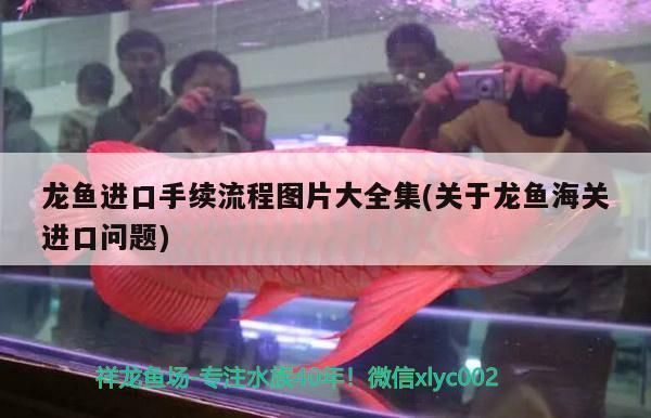 關于龍魚海關進口問題的報告（龍魚從中國海關進口至海外的復雜過程報告深入探討）