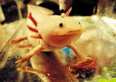 龍魚的虎斑是什么品種的：龍魚的虎斑是什么品種