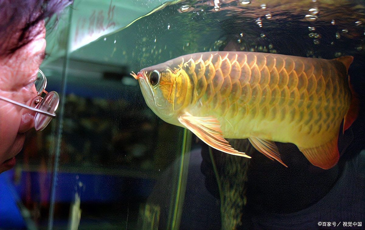 龍魚養一條好嗎還是兩條
