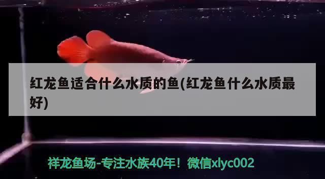 小紅龍魚適宜水質硬度：小紅龍魚適宜的水質硬度范圍在3-12德國度