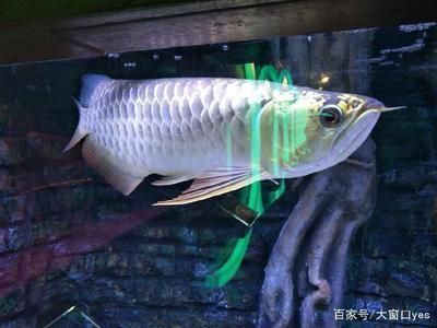 小紅龍魚適宜水質硬度：小紅龍魚適宜的水質硬度范圍在3-12德國度