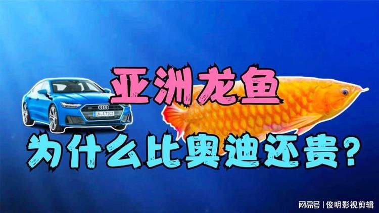 亞洲龍魚的市場價格是多少？
