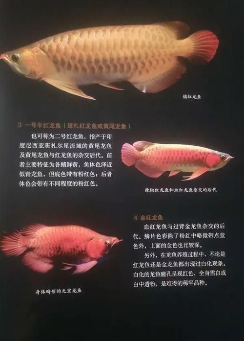 亞洲龍魚的市場價格是多少？
