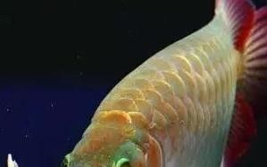 龍魚可以用鹽嗎