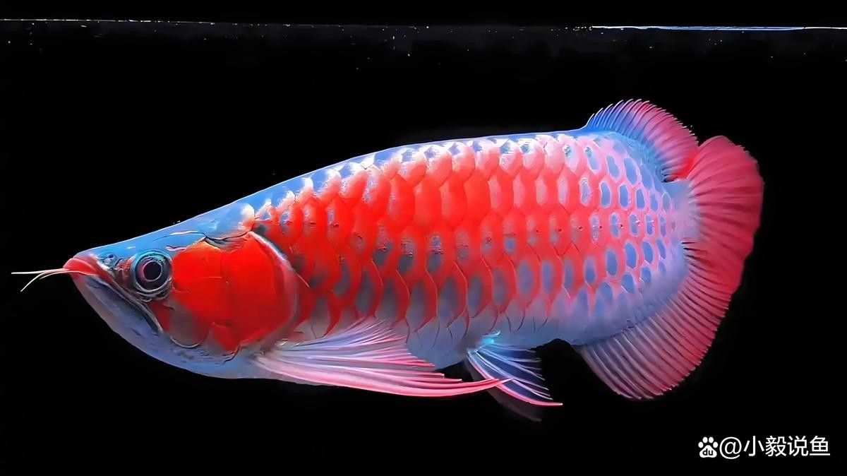 龍魚可以用鹽嗎