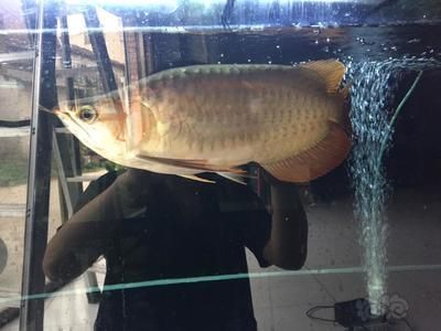 40公分到龍魚每天喂（30-40公分的龍魚一天喂幾次）