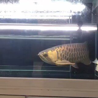 40公分到龍魚每天喂（30-40公分的龍魚一天喂幾次）
