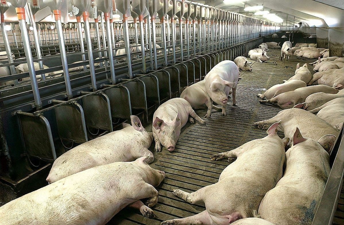 長期觀察養殖效果如何具體操作？