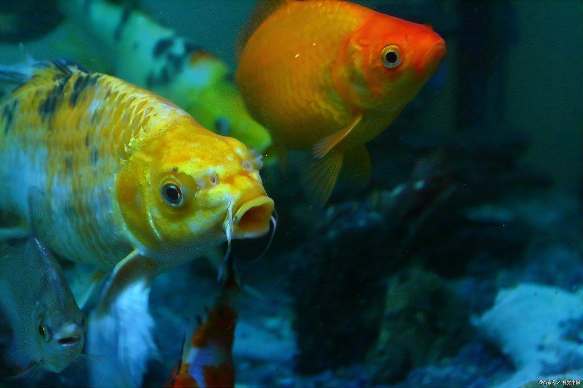 龍魚(yú)和財(cái)神一塊混養(yǎng)怎么喂食