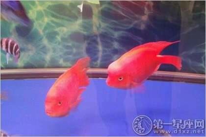 龍魚(yú)和財(cái)神一塊混養(yǎng)怎么喂食
