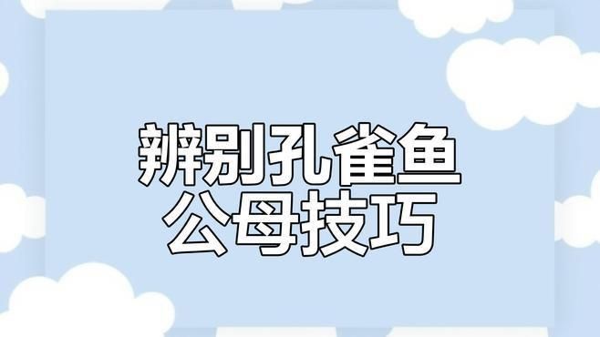 孔雀魚苗40天了還分不出公母