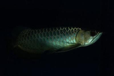 金龍魚尾鰭邊緣出現黑色的情況可能是遺傳因素的結果：金龍魚尾鰭邊緣出現黑色是怎么回事