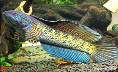 雷龍魚和招財(cái)貓魚哪個強(qiáng)悍些（雷龍魚和招財(cái)貓魚哪個更強(qiáng)悍）