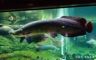 雷龍魚和招財(cái)貓魚哪個強(qiáng)悍些（雷龍魚和招財(cái)貓魚哪個更強(qiáng)悍）
