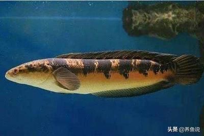 雷龍魚和招財(cái)貓魚哪個強(qiáng)悍些（雷龍魚和招財(cái)貓魚哪個更強(qiáng)悍）