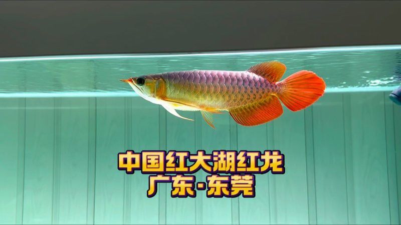 大湖紅龍的市場價格如何？