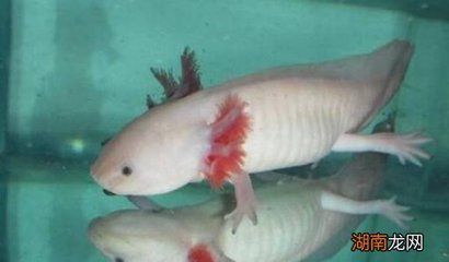 龍魚買回來(lái)多久喂食一次：龍魚的喂食頻率取決于其年齡和生長(zhǎng)階段