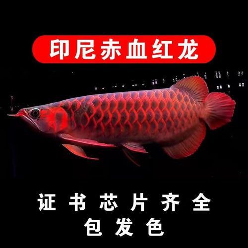 哪里可以購買到稀有紅色龍魚？